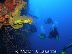 at the edge of the wall green and yellow tube sponge at b... by Victor J. Lasanta 